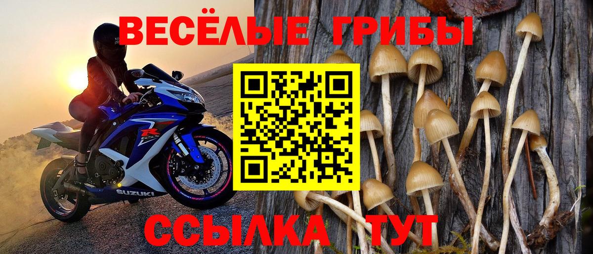 Псилоцибиновые грибы Cubensis  Псилоцибиновые грибы Psilocybine cubensis  Вход с VPN  купить наркотик  Ахтубинск 